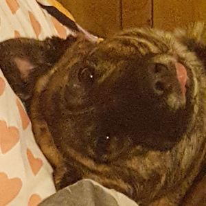 Meet your Posher, Audrey